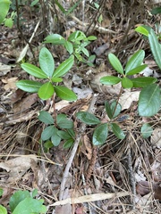 Pieris phillyreifolia