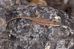 Urosaurus ornatus schottii