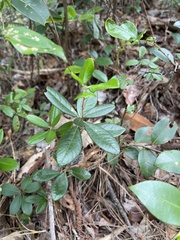 Pieris phillyreifolia