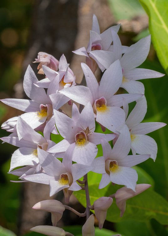 Dendrobium barbatulum Lindl.