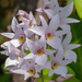 Small Bearded Dendrobium - Photo (c) Jayant M Deshpande, some rights reserved (CC BY-NC), uploaded by Jayant M Deshpande