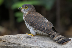 Hierococcyx nisicolor