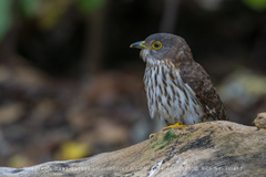 Hierococcyx nisicolor