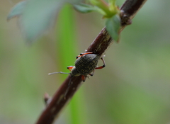 Otiorhynchus coecus