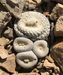 Epithelantha bokei