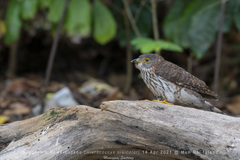 Hierococcyx nisicolor