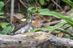 Hierococcyx nisicolor