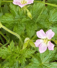Geranium endressii