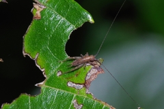 Aphonoides rufescens