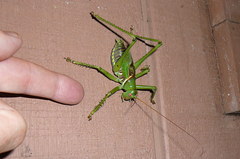 Neobarrettia spinosa