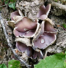 Sarcosphaera coronaria