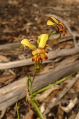Diuris corymbosa