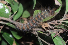 Lymantria xylina