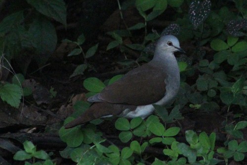 Leptotila pallida