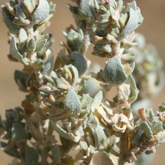 Atriplex turbinata