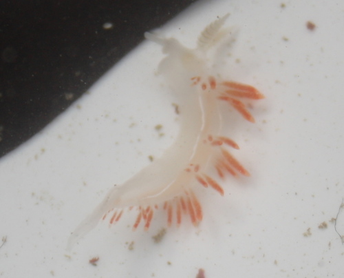 Orienthella trilineata