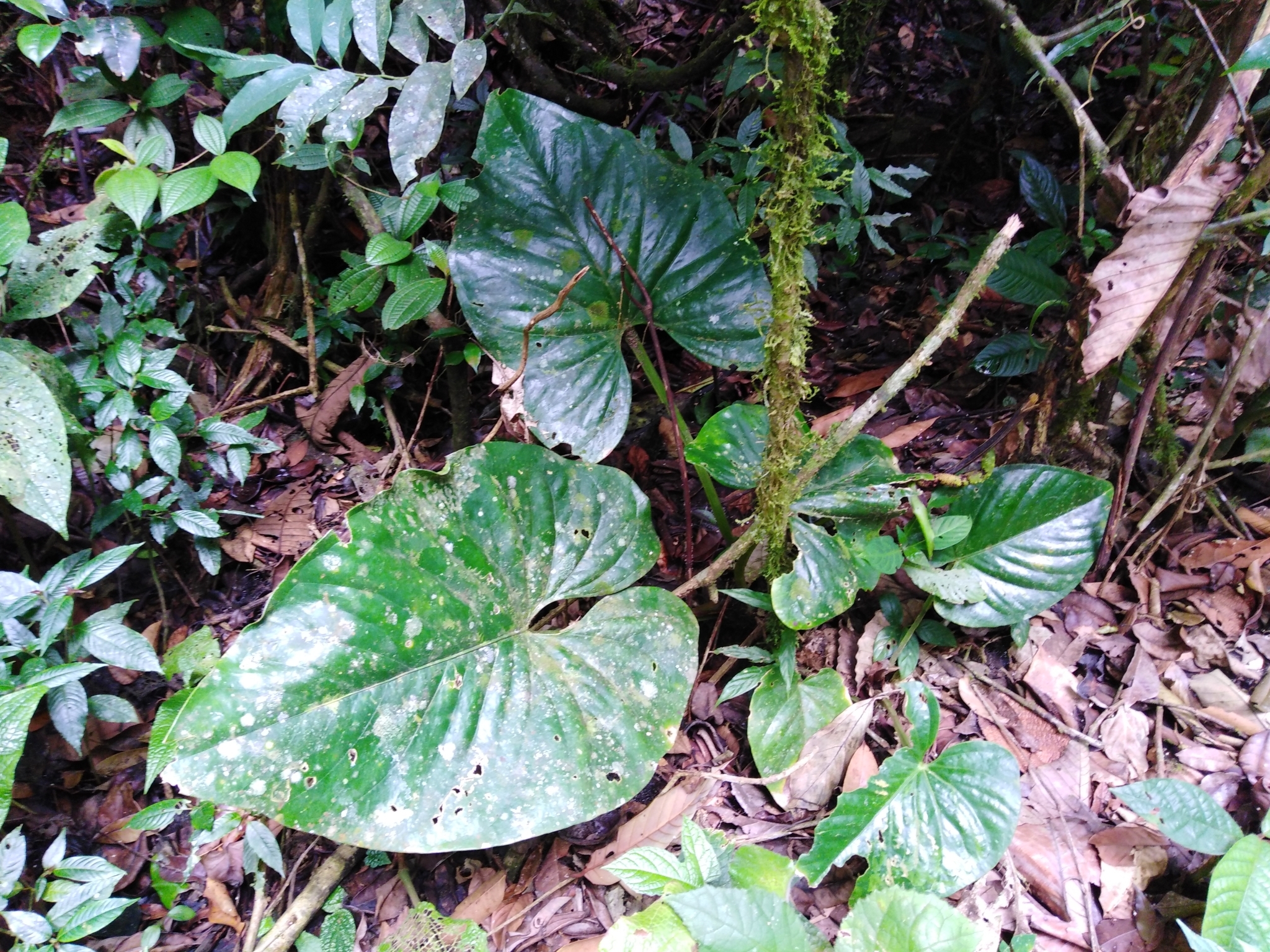 Anthurium cerrocampanense  iNaturalist