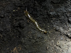 Scolopendra alternans