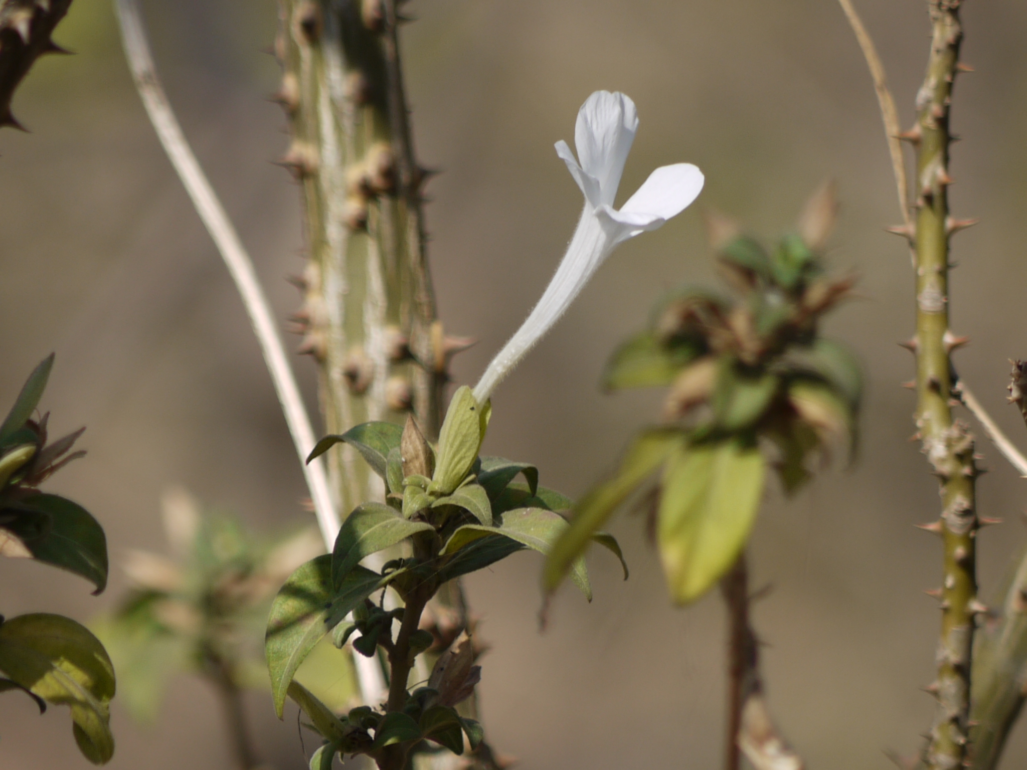 Barleria lawii T.Anderson
