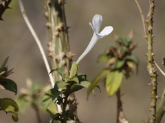 Barleria lawii