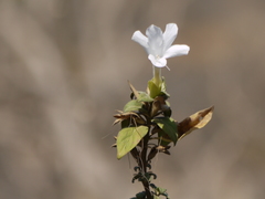 Barleria lawii