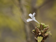 Barleria lawii