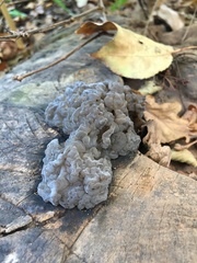 Exidia novozealandica
