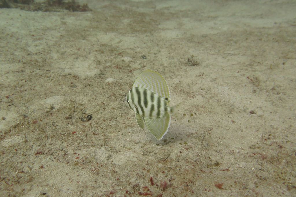 Sailfin velifer (Velifer hypselopterus) — Veliferidae