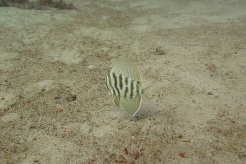 Sailfin velifer (Velifer hypselopterus) — Veliferidae