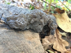 Exidia novozealandica