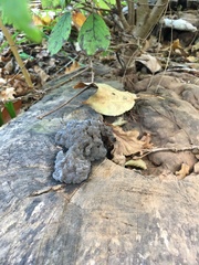 Exidia novozealandica