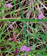 Lythrum californicum