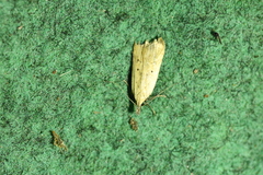 Dichomeris limosellus