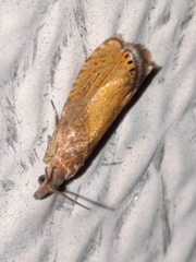 Dichrorampha bittana