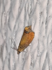 Dichrorampha bittana