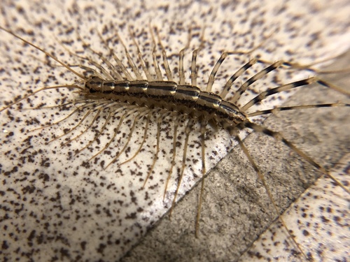 House Centipede, Williams College, Williamstown, MA, US, photo 9 of 10