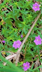 Lythrum californicum