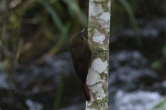 Dendrocincla fuliginosa