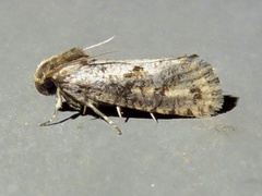 Acrolophus texanella