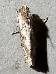 Acrolophus texanella