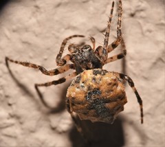 Acanthepeira cherokee