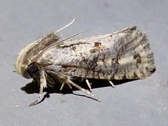 Acrolophus texanella