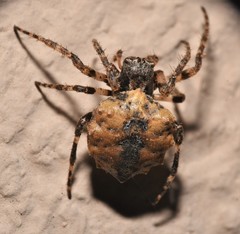 Acanthepeira cherokee