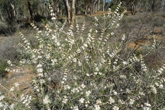 Hypocalymma angustifolium