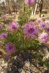 Isopogon