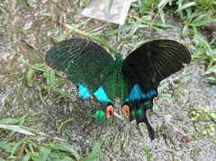Papilio karna