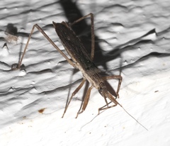 Pygolampis pectoralis