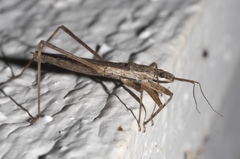 Pygolampis pectoralis