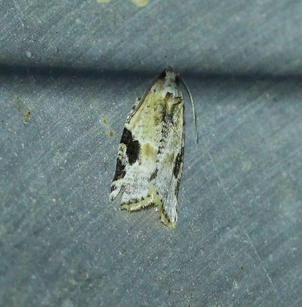 Gray-banded Leafroller Moth