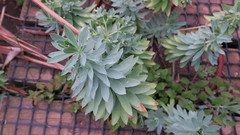 Euphorbia glauca